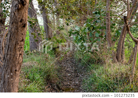 Guava fruit trees in an organic tropical garden, Guava garden with a large number of guava plants, agriculture background. Guava fruit trees in an organic tropical garden, Guava garden with a large number of guava plants, agriculture background. 101273235