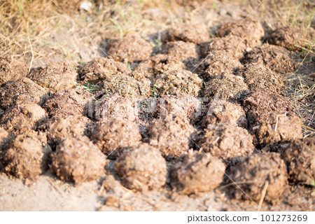 Cow Dung Cakes and Breads dried to use as natural fuel. 101273269