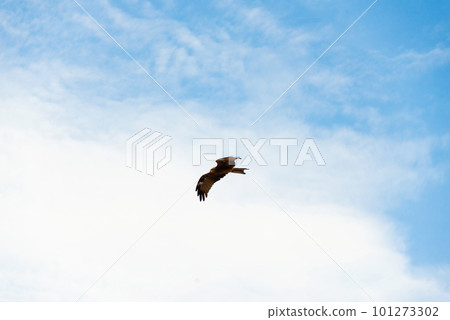 A hawk flying through the blue sky A hawk flying through the blue sky 101273302