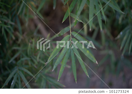 Green Bamboo plants in the forest. Green Bamboo plants in the forest. 101273324