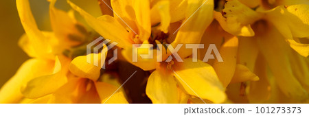 Blooming yellow flowers in springtime, tree branch with bright blossoms Blooming yellow flowers in springtime, tree branch with bright blossoms 101273373