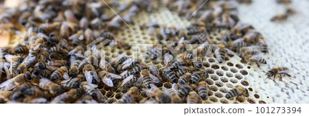 Frame with honey and bees, comb frame with bee family 101273394
