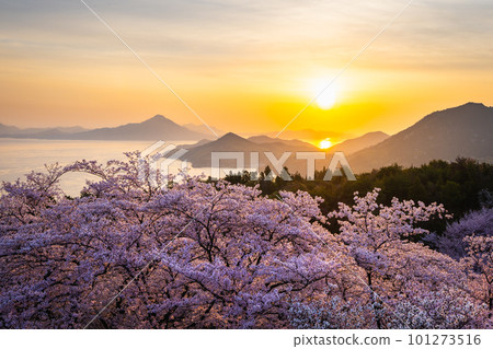Sunrise seen from Kaizan Park with cherry blossoms 101273516
