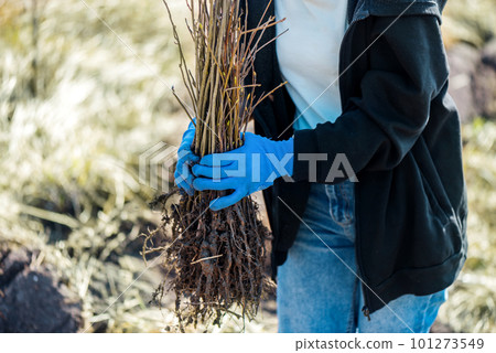 Volunteer at tree planting in nature Volunteer at tree planting in nature 101273549