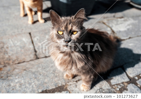 A street cat in Istanbul, Turkey A street cat in Istanbul, Turkey 101273627