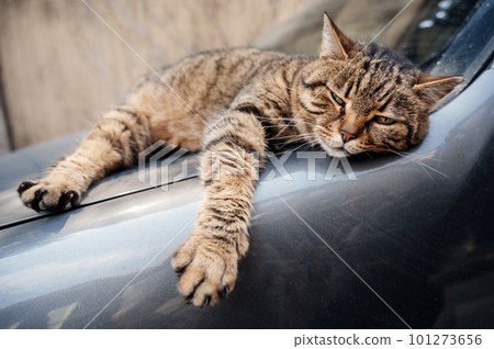 A street cat in Istanbul, Turkey A street cat in Istanbul, Turkey 101273656