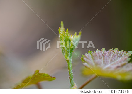 Grape leaves in home garden 101273986