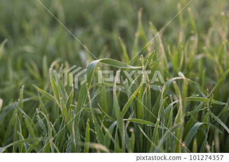 Young wheat plants growing on the soil, Amazingly beautiful endless fields of green wheat grass go far to the horizon. Young wheat plants growing on the soil, Amazingly beautiful endless fields of green wheat grass go far to the horizon. 101274357