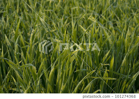 Young wheat plants growing on the soil, Amazingly beautiful endless fields of green wheat grass go far to the horizon. Young wheat plants growing on the soil, Amazingly beautiful endless fields of green wheat grass go far to the horizon. 101274368