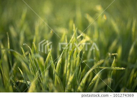 Young wheat plants growing on the soil, Amazingly beautiful endless fields of green wheat grass go far to the horizon. Young wheat plants growing on the soil, Amazingly beautiful endless fields of green wheat grass go far to the horizon. 101274369