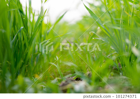 Young wheat plants growing on the soil, Amazingly beautiful endless fields of green wheat grass go far to the horizon. Young wheat plants growing on the soil, Amazingly beautiful endless fields of green wheat grass go far to the horizon. 101274371