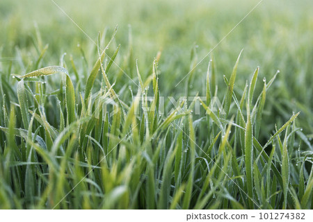 Young wheat plants growing on the soil, Amazingly beautiful endless fields of green wheat grass go far to the horizon. Young wheat plants growing on the soil, Amazingly beautiful endless fields of green wheat grass go far to the horizon. 101274382