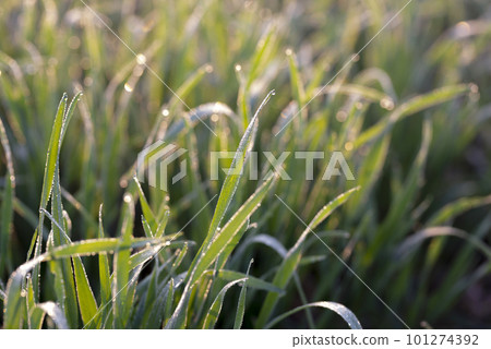 Young wheat plants growing on the soil, Amazingly beautiful endless fields of green wheat grass go far to the horizon. Young wheat plants growing on the soil, Amazingly beautiful endless fields of green wheat grass go far to the horizon. 101274392