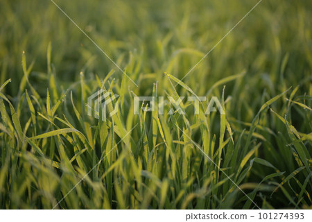 Young wheat plants growing on the soil, Amazingly beautiful endless fields of green wheat grass go far to the horizon. Young wheat plants growing on the soil, Amazingly beautiful endless fields of green wheat grass go far to the horizon. 101274393