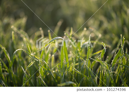 Young wheat plants growing on the soil, Amazingly beautiful endless fields of green wheat grass go far to the horizon. 101274396