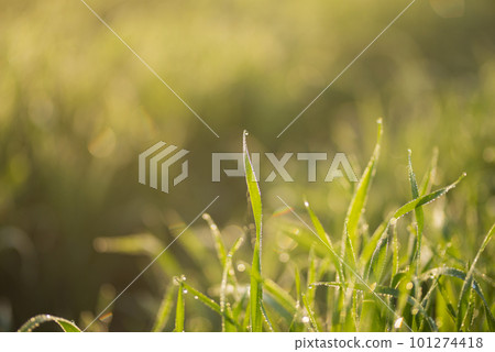 Young wheat plants growing on the soil, Amazingly beautiful endless fields of green wheat grass go far to the horizon. Young wheat plants growing on the soil, Amazingly beautiful endless fields of green wheat grass go far to the horizon. 101274418