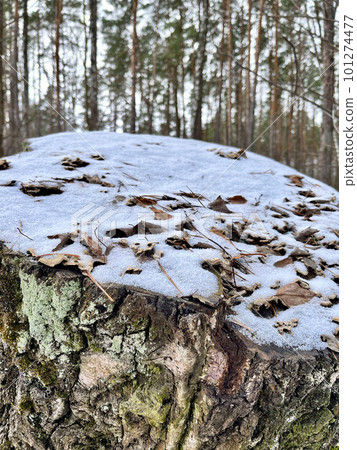in winter there is a log cabin in the forest pine covered with moss 101274477