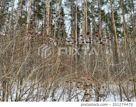 in the winter forest, berries on bushes for birds 101274478