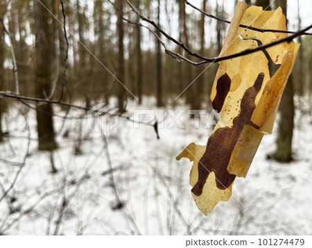 piece of tree bark is held on a tree branch piece of tree bark is held on a tree branch 101274479