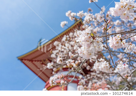 [23rd temple] Cherry blossoms at Yakuoji Temple [Shikoku 88 temples] 101274614