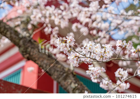 [23rd temple] Cherry blossoms at Yakuoji Temple [Shikoku 88 temples] 101274615