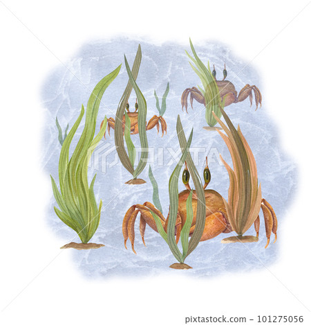 Cute crabs hiding among algae isolated on blue watercolor background. Illustration can be used for wallpaper, print, baby textile, scrapbooking, postcards, clothing. Cartoon style. Cute crabs hiding among algae isolated on blue watercolor background. Illustration can be used for wallpaper, print, baby textile, scrapbooking, postcards, clothing. Cartoon style. 101275056