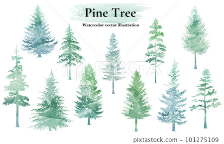 Coniferous forest watercolor illustration set. Cedar tree, hand drawn vector illustration. 101275109