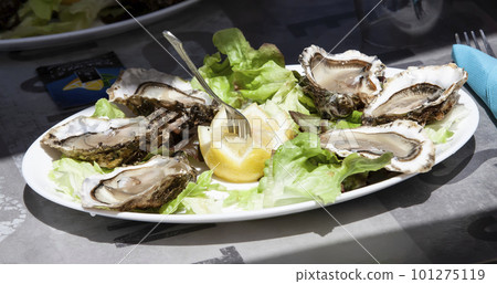 oysters on white bowl with lemon and a fork oysters on white bowl with lemon and a fork 101275119
