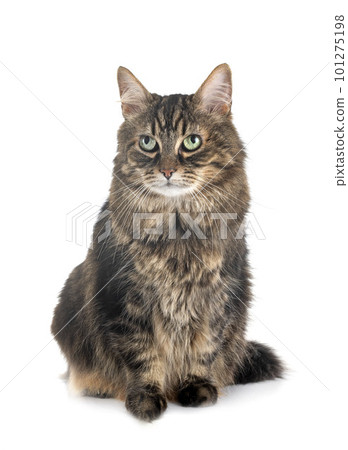 maine coon cat maine coon cat 101275198