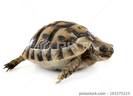 Greek tortoise in studio Greek tortoise in studio 101275223