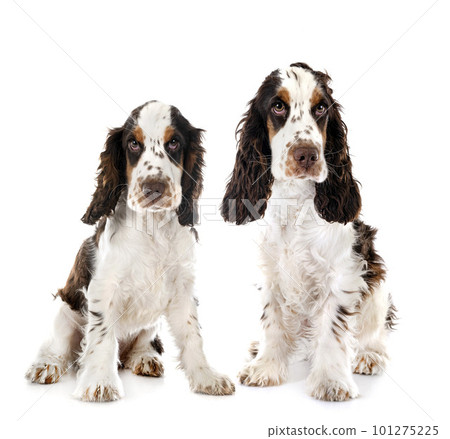English Cocker Spaniels English Cocker Spaniels 101275225
