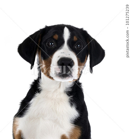 puppy Appenzeller Sennenhund 101275239