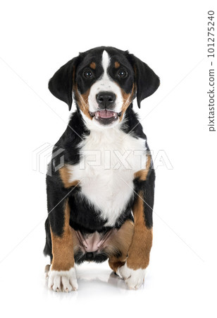 puppy Appenzeller Sennenhund puppy Appenzeller Sennenhund 101275240