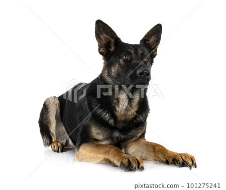 young german shepherd young german shepherd 101275241