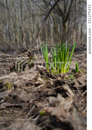 Green young sprouts of primroses in early spring in the forest. Grasses breaking through last year's leaves, reaching for the sun. Spring scenery. Close-up, natural blurred background, selective focus Green young sprouts of primroses in early spring in the forest. Grasses breaking through last year's leaves, reaching for the sun. Spring scenery. Close-up, natural blurred background, selective focus 101275431