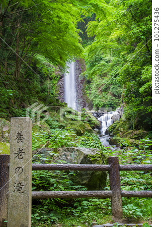 A waterfall that flows through fresh green [Yoro Falls] 101275436