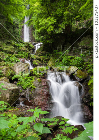 A waterfall that flows through fresh green [Yoro Falls] 101275437
