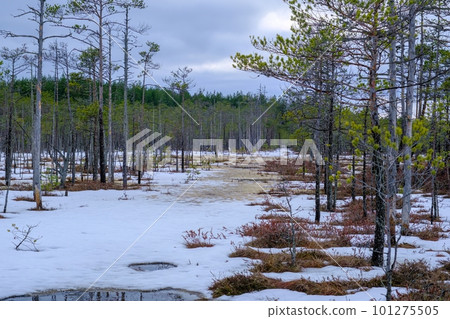 Spring landscape in the swamp. Various bog plants, mosses and pines. 101275505