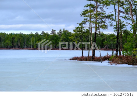A small island with low pine trees in a frozen, snow-covered marsh. Purva hiking trail in a nature reserve, Estonia 101275512