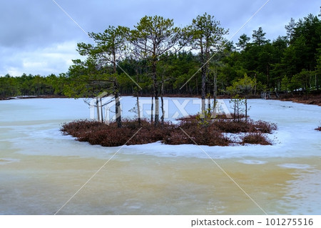 A small island with low pine trees in a frozen, snow-covered marsh. Purva hiking trail in a nature reserve, Estonia 101275516