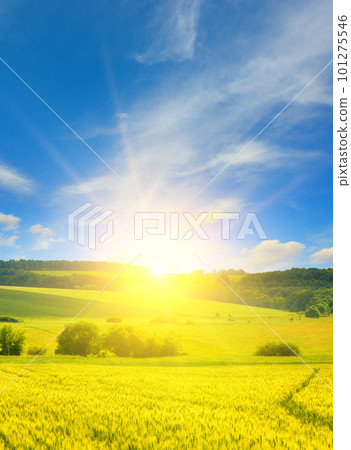 Sunrise over a field of wheat 101275546