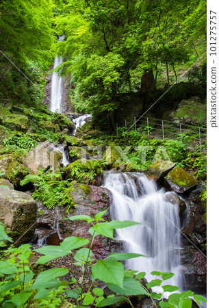 A waterfall that flows through fresh green [Yoro Falls] 101275757