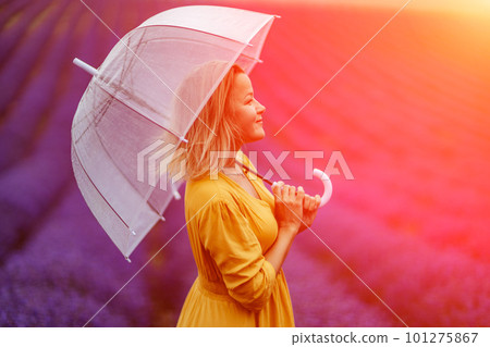 A middle-aged woman in a lavender field walks under an umbrella on a rainy day and enjoys aromatherapy. Aromatherapy concept, lavender oil, photo session in lavender 101275867