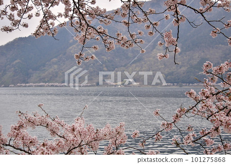 海津大崎對岸櫻花3 海津大崎對岸櫻花3 101275868