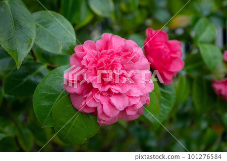Pink peony form japanese camellia flower 101276584
