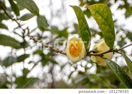 Golden camellia or camellia chrysantha bright yellow flowers Golden camellia or camellia chrysantha bright yellow flowers 101276585