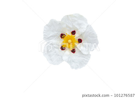 Cistus ladanifer or labdanum flower isolated on white 101276587