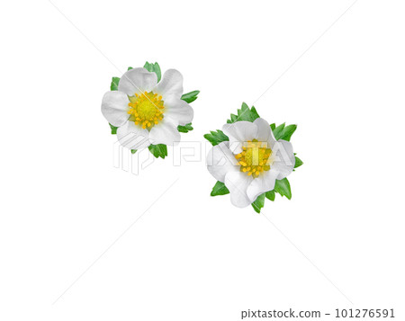 Strawberry flowers and leaves isolated on white Strawberry flowers and leaves isolated on white 101276591