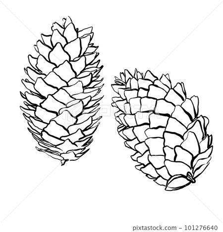 Spruce cones. Vector sketch illustrations. Watercolor image of fir cone on white background. Spruce cones. Vector sketch illustrations. Watercolor image of fir cone on white background. 101276640