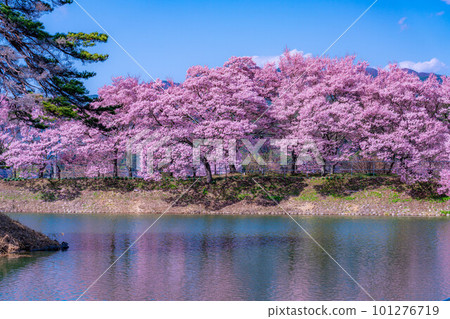 [Cherry blossom material] Cherry blossoms at Rokudozutsumi, Ina City [Nagano Prefecture] 101276719
